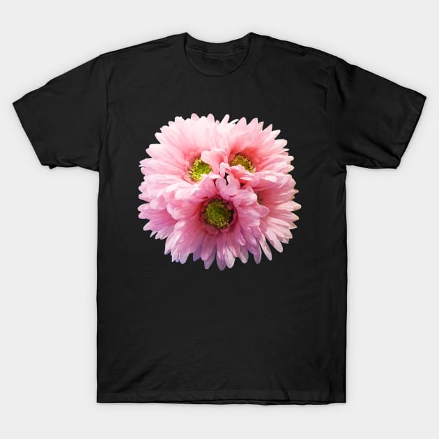 Daisies - A Bunch of Pink Daisies T-Shirt by SusanSavad